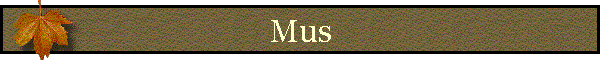 Mus